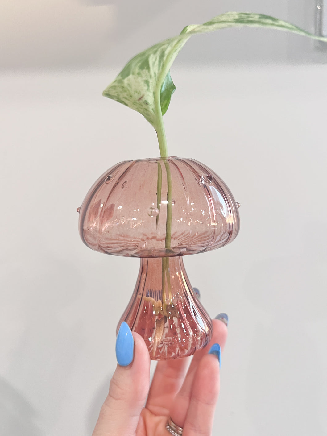 Mushroom Propagation Vase