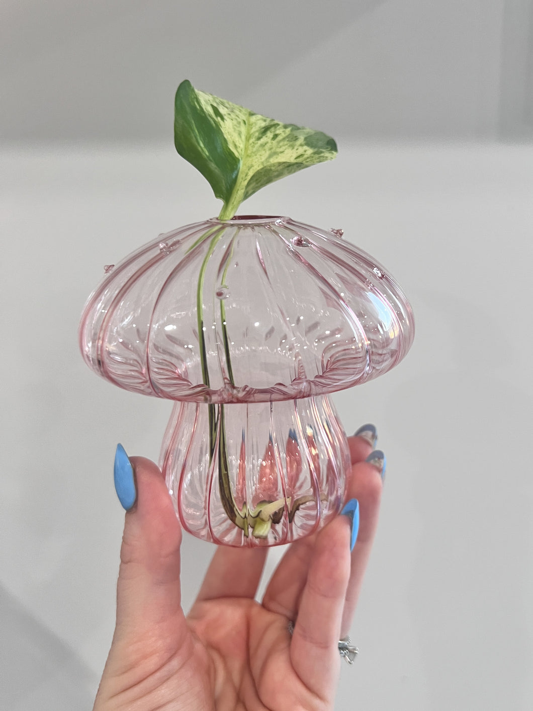 Mushroom Propagation Vase