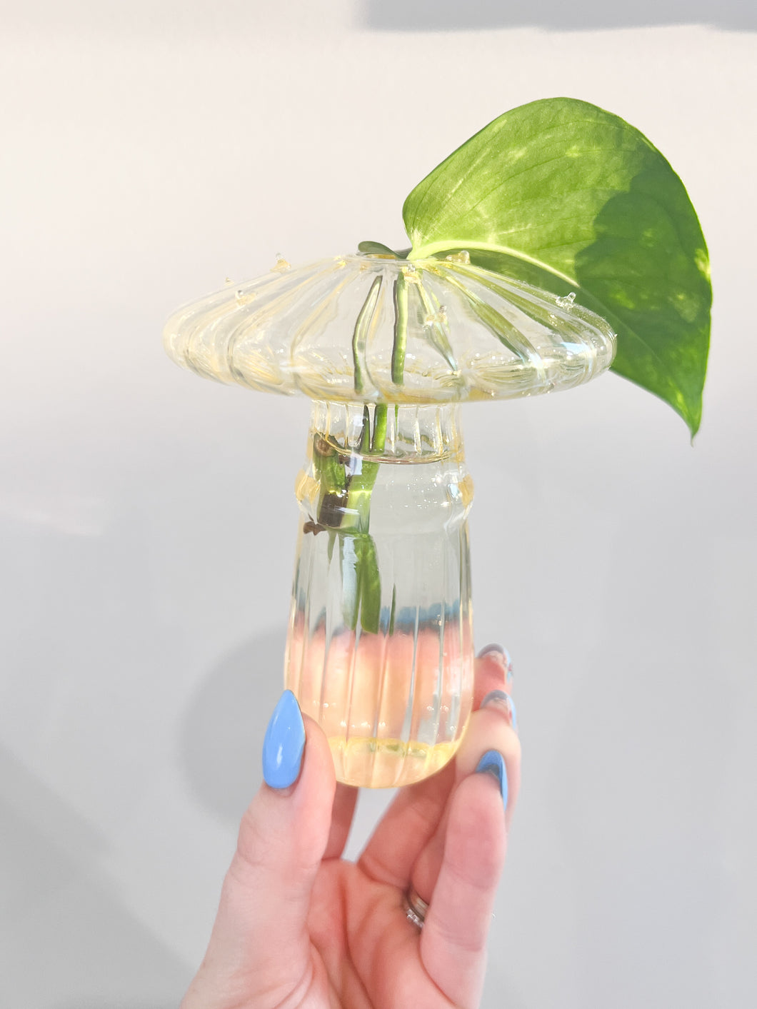 Mushroom Propagation Vase