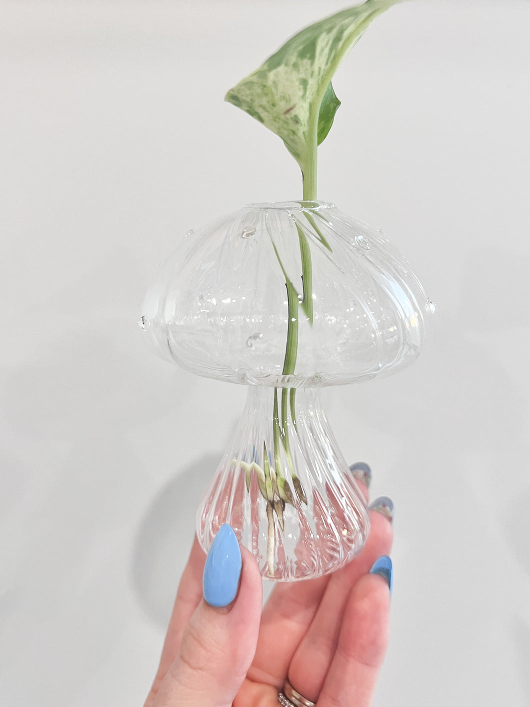 Mushroom Propagation Vase