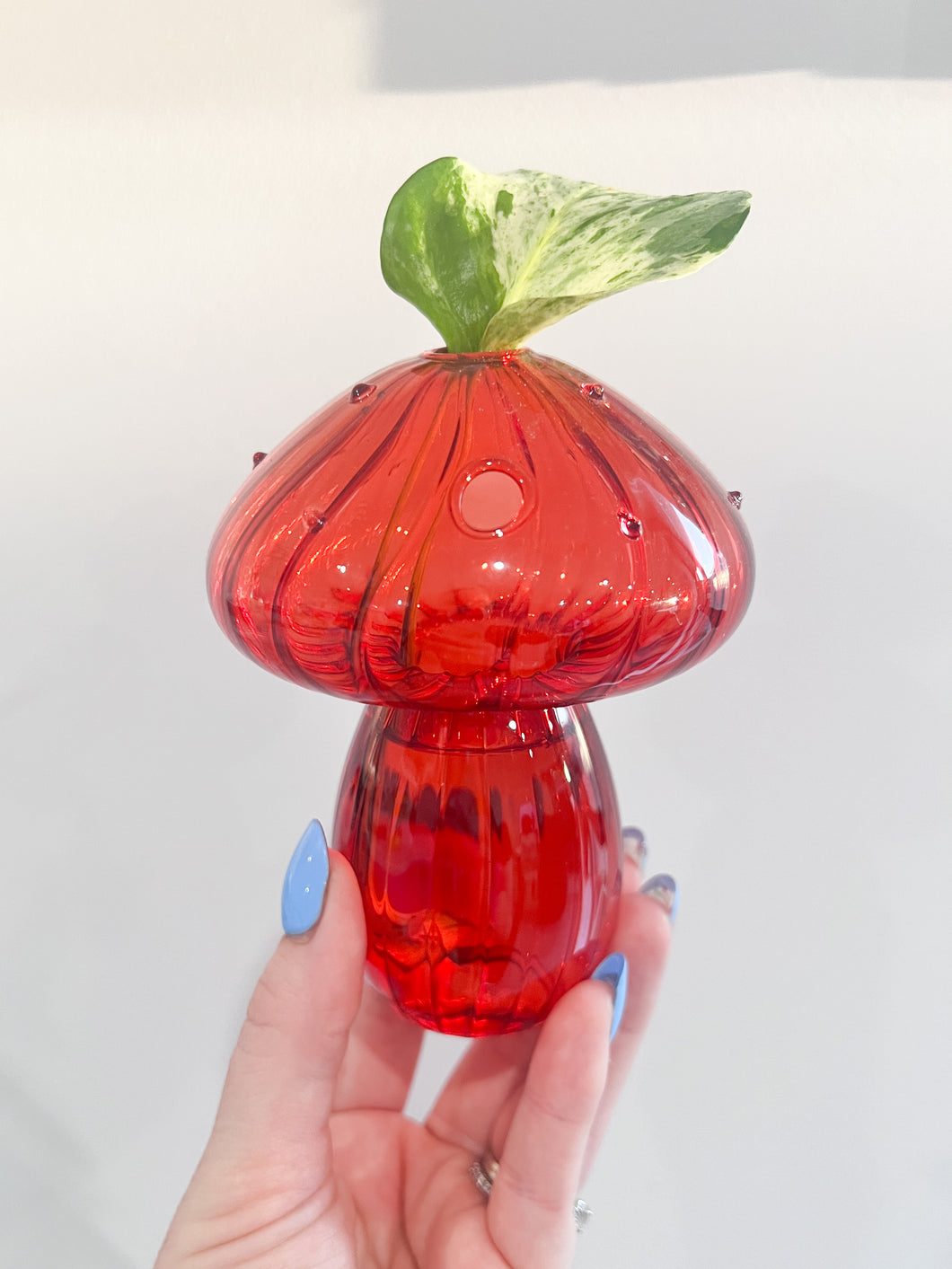 Mushroom Propagation Vase